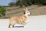 CORGI PEMBROKE 059